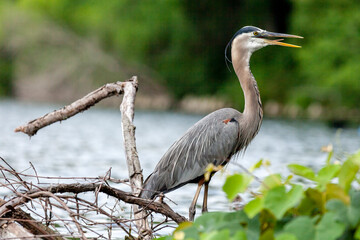 Great Blue Heron (Ardea herodias)