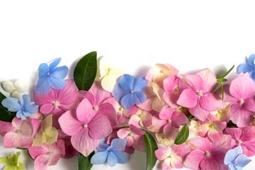 Hydrangea flowers close up isolated. Floral summer background and copy space. Top view, flat lay