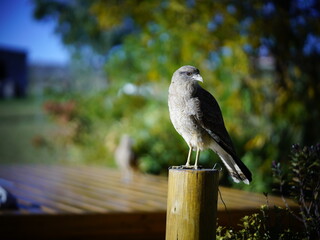 bird on the fence