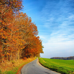 Naklejka premium An empty road surrounded by autumn trees with a blue sky and copy space. Landscape with a single countryside asphalt roadway for traveling along a beautiful scenic meadow or grassland in Germany