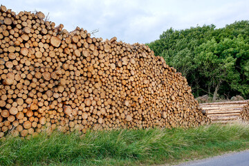 Cut logs of beech trees stacked in a heaped pile. Deforestation and felling of forest woods in lumber industry for firewood and energy resource. Import and export of wood used as timber for building