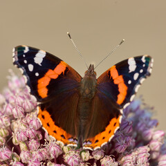 Fototapeta na wymiar Closeup of a butterfly sitting on a plant outside in a garden. Beautiful and colourful insect during summer feeding on a pink flower. The Red Admiral or Vanessa Atalanta butterfly with spread wings