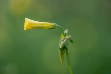 Close up of Yellow Sour Grass Flower