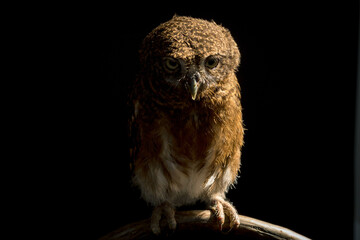 Obraz premium Little owl sleeping and caught on a branch tree on isolated black background. The lucky owl for the new year. Burrowing owl. The large yellow owl eyes. Animal, Wildlife, Birds, Poultry.
