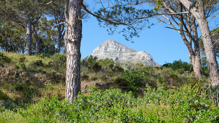 Fototapeta na wymiar Lush green pine trees and shrubs growing in a wild, remote forest near Lions Head mountain in Cape Town, South Africa. Flora and plants in a peaceful, calm and uncultivated nature reserve in summer