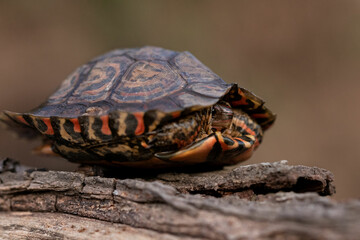 Naklejka premium Tortuga