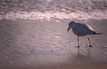 gaviotas buscando y comiendo moluscos en la orilla de la playa