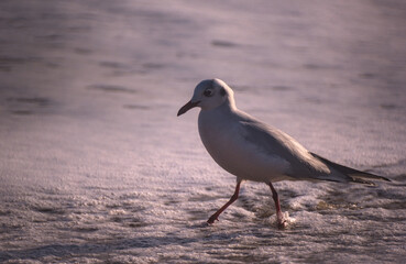 gaviotas buscando y comiendo moluscos en la orilla de la playa