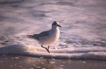 gaviotas buscando y comiendo moluscos en la orilla de la playa