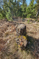 Closeup view of a moss covered tree stump in an open grass field in the woods. Rural nature scene of overgrown wild reeds with a felled tree in an uninhabited, untouched and uncultivated forest