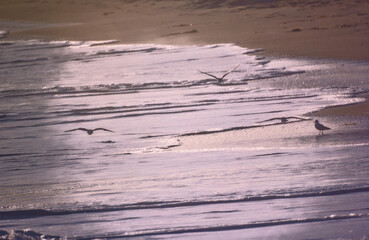 gaviotas volando