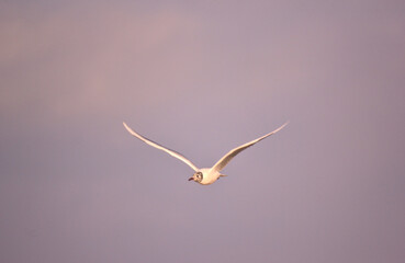 gaviotas volando