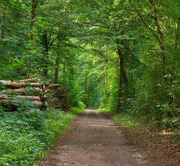 Fototapeta na wymiar Secret and magical dirt road or pathway in a countryside leading to a mysterious forest where adventure awaits. Quiet scenery with a hidden path surrounded by trees, bushes, shrubs, lawn and grass