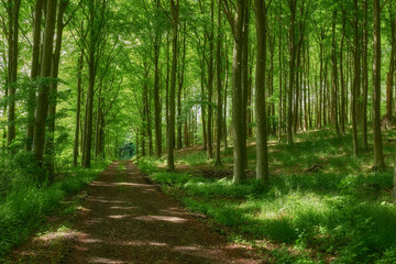 Fototapeta na wymiar Hidden mystery path leading through growing beech trees in magical deciduous forest in remote, serene and quiet forest. Landscape view of lush green woods with a pathway to paradise in nature