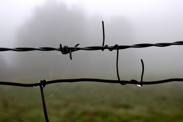 Fog and Fence