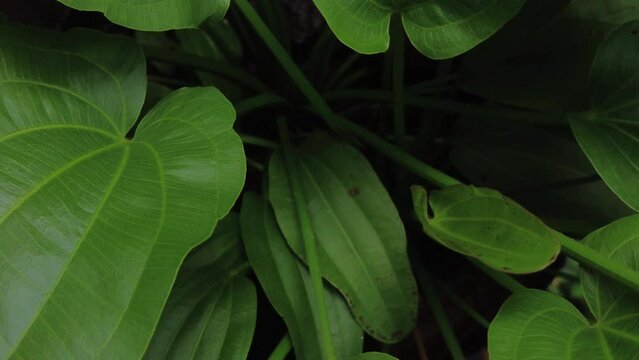 Echinodorus cordifolius, the spade-leaf sword or creeping burhead aquatic plants