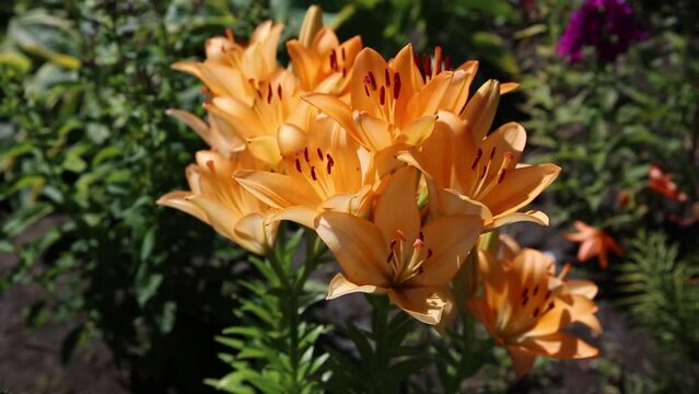 A flower bed with blooming orange lilies in the garden close-up.
