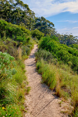 Fototapeta na wymiar Table mountain hiking trail, vibrant, beautiful nature along a path in a forest. Trees and lush green bushes growing in harmony. Peaceful soothing ambience of nature with calming views and copyspace