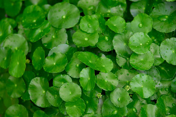 Close-up view of water drops on water pennywort leaf