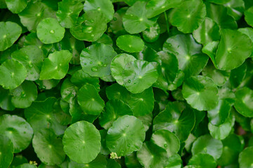 Close-up view of water drops on water pennywort leaf