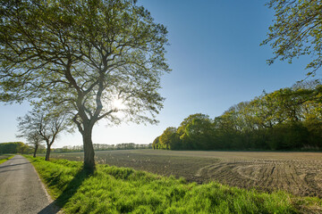 Rye and wheat grain growing on a farm in a remote countryside field with copy space. Tar road, path or street leading to a sustainable local cornfield with cut straw in the harvest and picking season