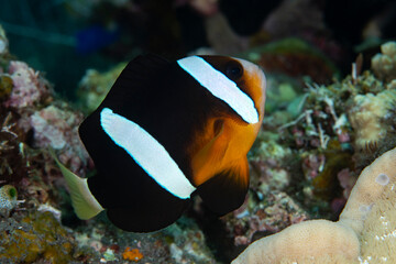 Naklejka na ściany i meble Clownfish - Amphiprion clarkii living in an anemone. Underwater world of Tulamben, Bali, Indonesia.