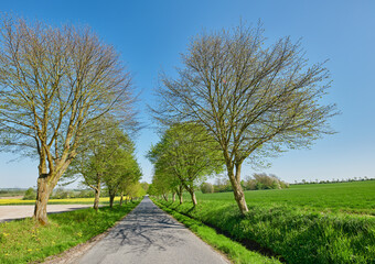 A road in between trees in spring with a clear blue sky. A countryside street or avenue winding through a beautiful empty tree park or green grass land with early regrowth on branches
