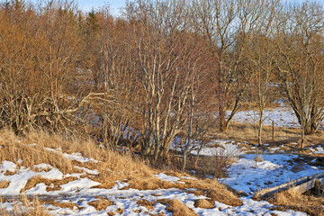 Leafless forest trees with melting snow in early spring. Seasonal landscape of slow regrowth in the woods after winter with lots of dry tree branches and melting ice patches on grass