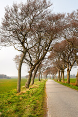 Trees beside a country road in a calm landscape in Denmark in summer. A row of plants next to a an empty rural path in scenic farmland with copy space. Lush green endless fields in Europe