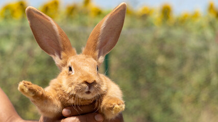 Fototapeta premium Adorable close up of a ginger rabbit being carried by a man, outdoors on a warm sunny day
