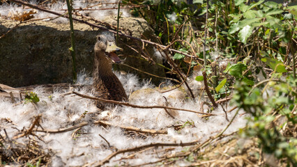 Close-up of a pretty young light brown cane hatching her eggs in a nest strewn with white feathers among the twigs of vegetation