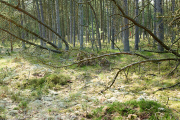 Fallen pine trees after a storm or strong wind leaning and damaged in a forest. Landscape of many leafless branches in nature. Uncultivated vegetation and shrubs growing in a secluded environment