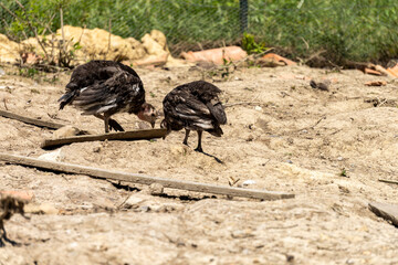 Portrait of two adorable baby turkeys or poults outdoors on a hot summer day