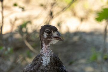 Adorable baby turkey or poults, outdoors on a hot summer day, close up