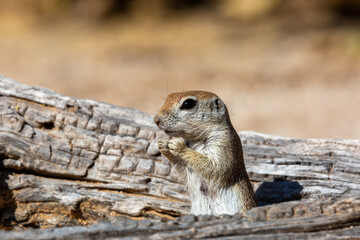 Round tailed ground squirrel, xerospermophilus tereticaudus, in the Sonoran Desert. A cute rodent grooming and foraging for food in the American Southwest. Cute wildlife, Pima County, Tucson, Arizona.