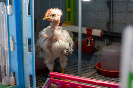 Portrait Of An Adorable Poult, In A Brooder.