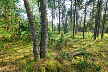 Landscape view of wild fir, cedar or pine trees and shrubs growing in quiet countryside woods in Sweden. Green environmental nature conservation, coniferous forest in a remote location during spring