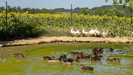 Ducks in a pond covered in mud, on the ground in the background geese and a field of sunflowers, on a hot summer day.