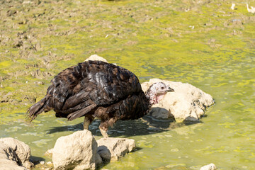 Adorable baby turkey or poults by a small muddy pond, on a hot summer day, close up