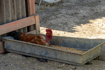 Portrait of a rooster in a litter with seeds, sheltered from the sun under a small construction, male bird, rufous with a red head