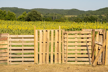 Arrangement of wooden pallets, forming a barrier, overlooking a sunflower field, a background of trees and a small hill in the distance, on a sunny day