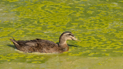 Female duck in a muddy pond on a hot summer day