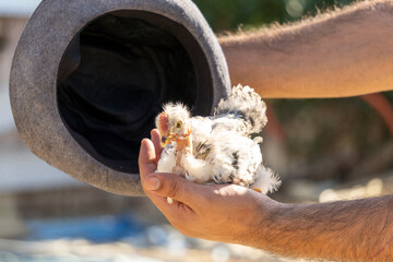 And under the hat hides... an adorable white chick with her pretty little red crest