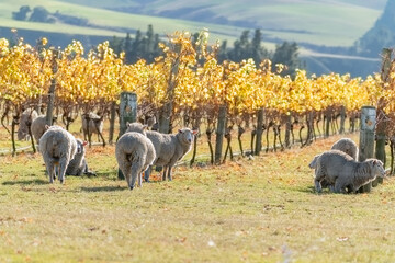 Sheep grazing under vineyards