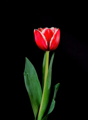 Crimson Tulip