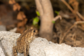 a toad try to climb concrete wall to garden