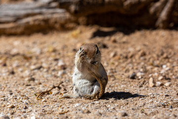 Round tailed ground squirrel, xerospermophilus tereticaudus, in the Sonoran Desert. A cute rodent grooming and foraging for food in the American Southwest. Cute wildlife, Pima County, Tucson, Arizona.