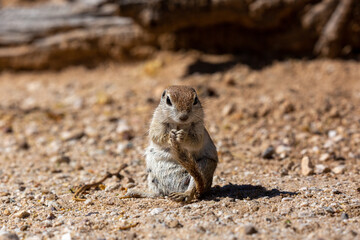 Round tailed ground squirrel, xerospermophilus tereticaudus, in the Sonoran Desert. A cute rodent grooming and foraging for food in the American Southwest. Cute wildlife, Pima County, Tucson, Arizona.