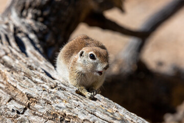 Round tailed ground squirrel, xerospermophilus tereticaudus, in the Sonoran Desert. A cute rodent grooming and foraging for food in the American Southwest. Cute wildlife, Pima County, Tucson, Arizona.