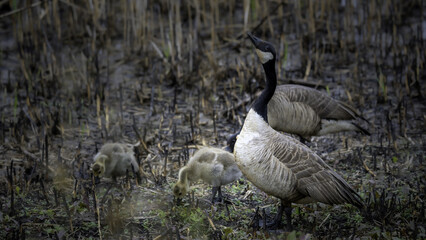 2022-05-11 Brigantine